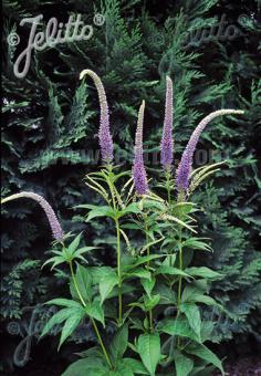 veronicastrum sibiricum